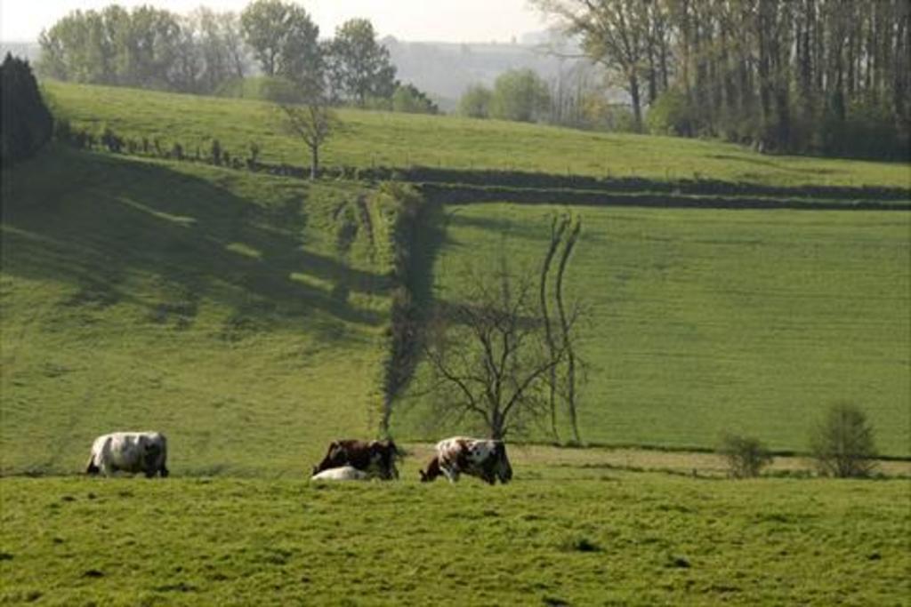 Surroundings of our house - flemmish ardennes. Famous for biking