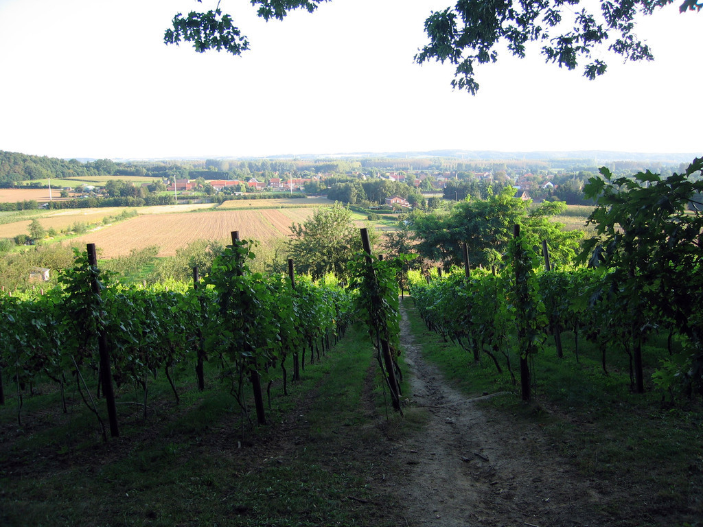 Walk in the Vineyard of Wezemaal, 10 min.