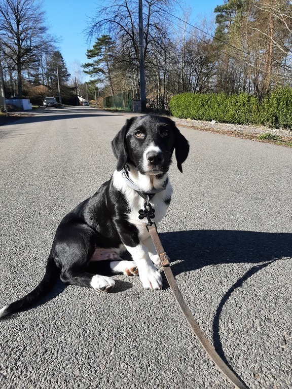 Pluto, our dog who likes to travel with us :-)