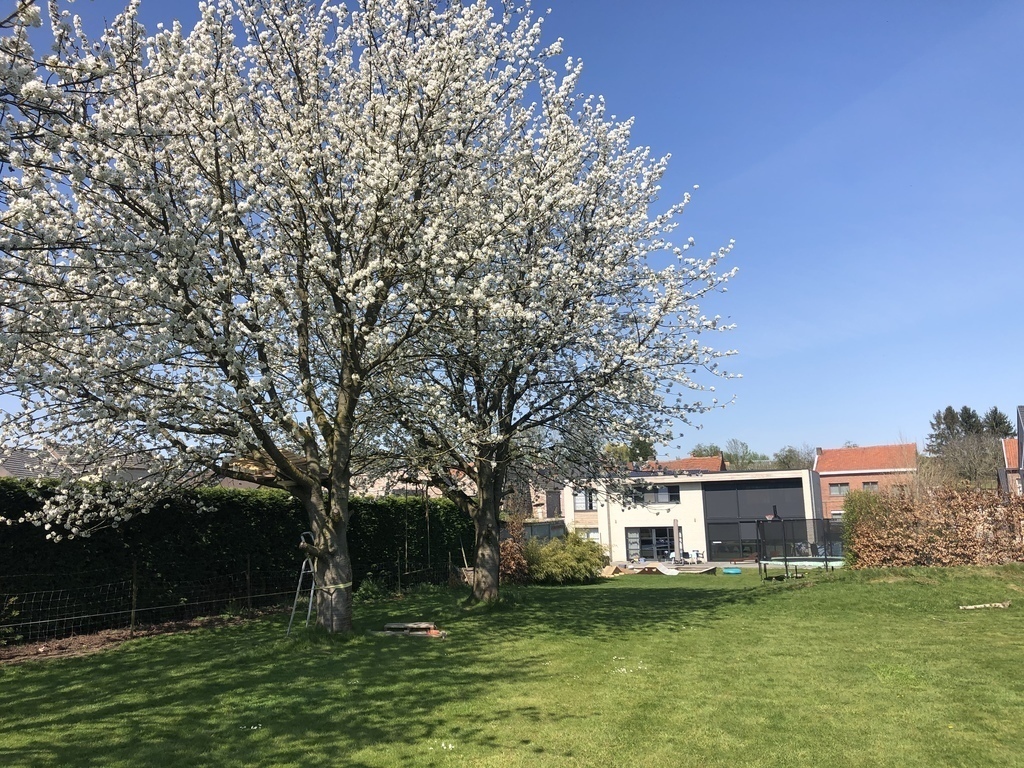 Spring in our garden