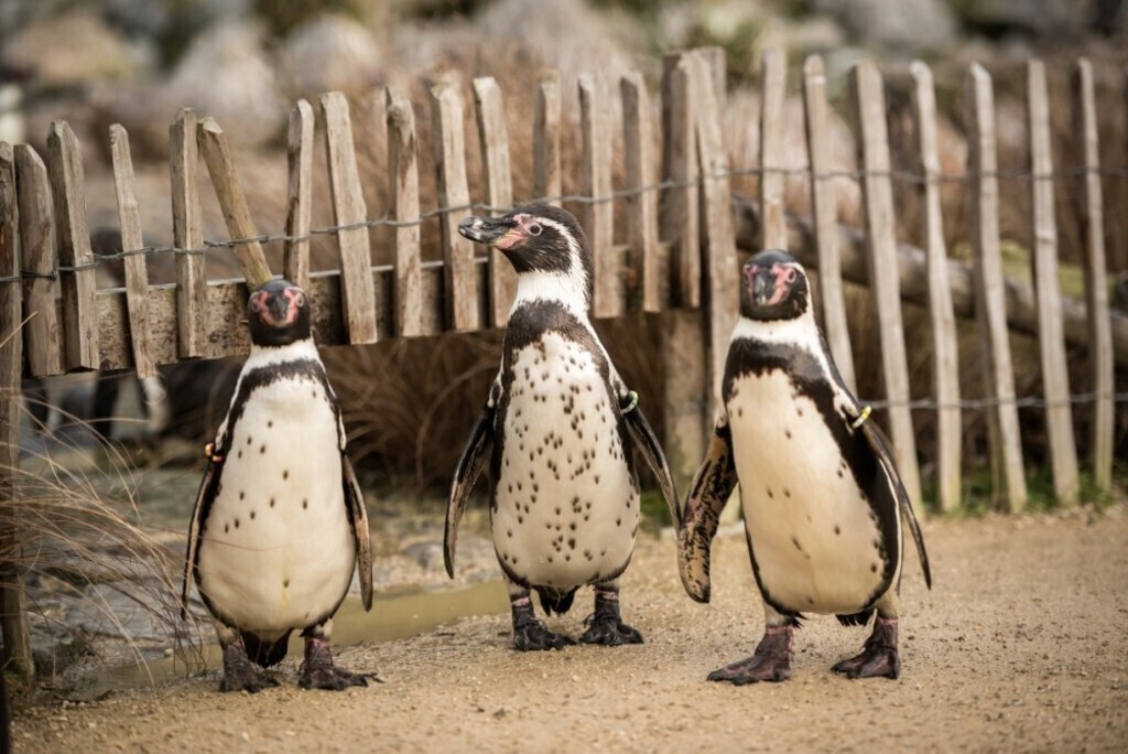 Planckendael ZOO 60min