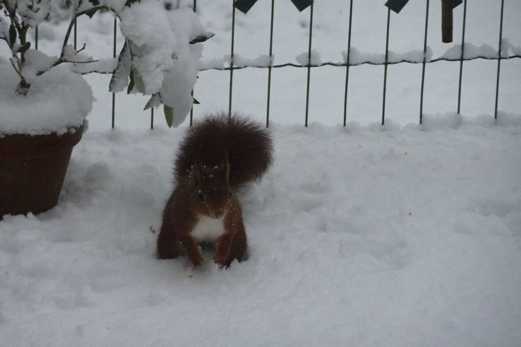 un écureuil  en visite
