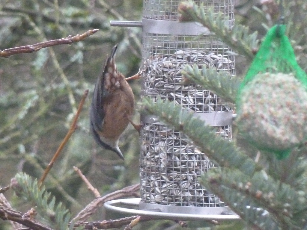 une sittelle ....mais aussi des bouvreuils, deux pics,des mésanges, c'est la fête pour les oiseaux