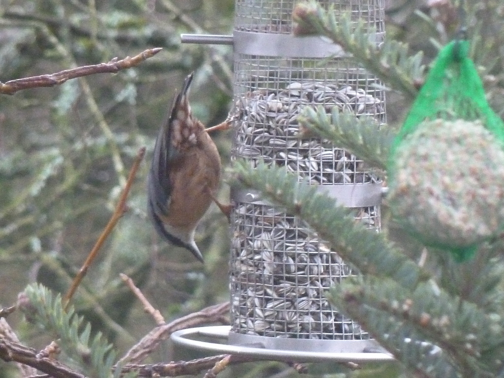 une sittelle ....mais aussi des bouvreuils, deux pics,des mésanges, c'est la fête pour les oiseaux
