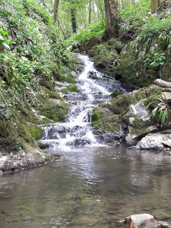 The forest nearby our ouse