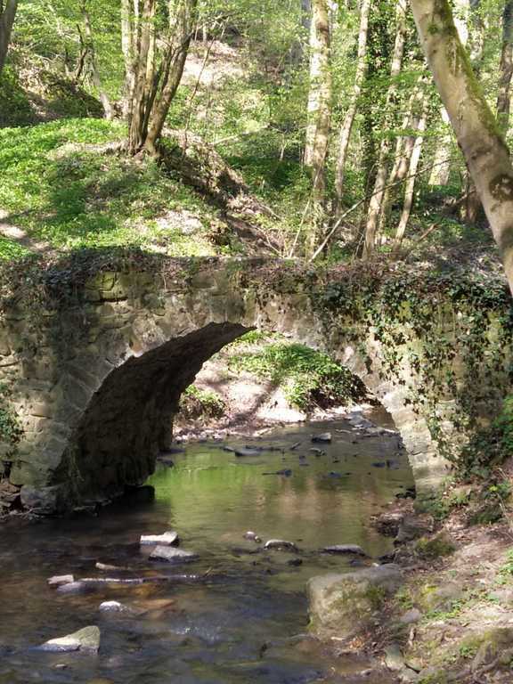 The forest nearby our house when we use to go with kids
