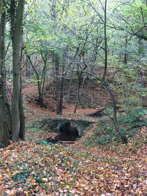 The same forest in fall