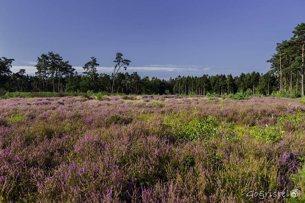 De Liereman - Oud-Turnhout. Nice to walk. Big nature reserve