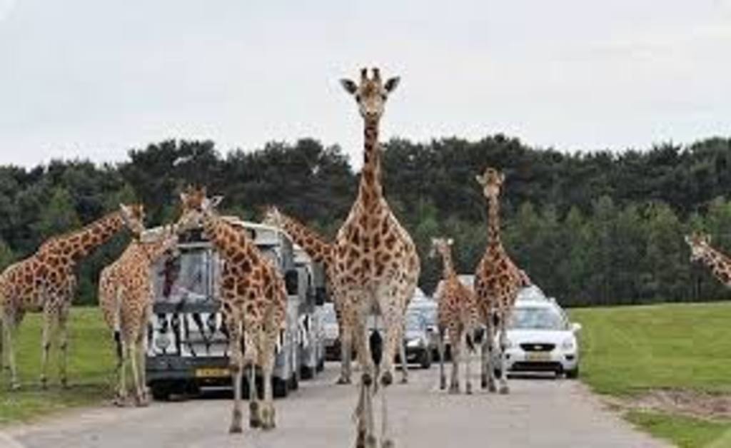 Beekse Bergen = safaripark in The Netherlands.