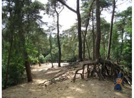 Kabouterberg Kasterlee. 10min by car. Trees, sand, little mountains,...