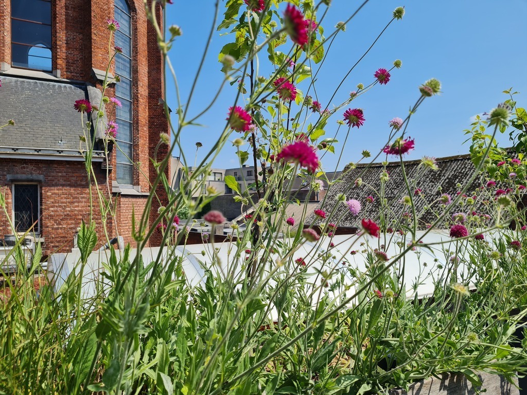 flowers on the terrace