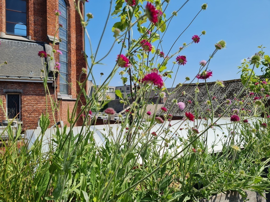 flowers on the terrace