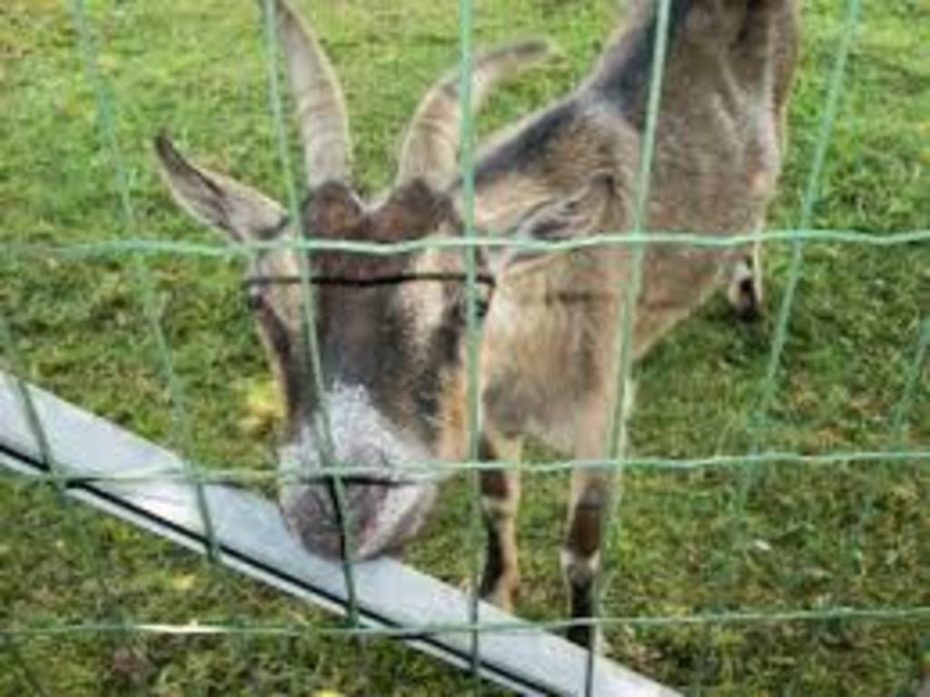 Animals in the Stadspark. You can feed them. 5min by car.