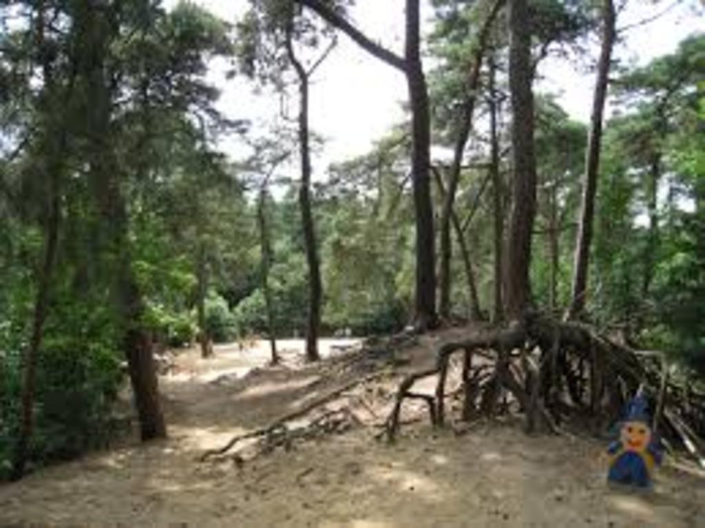 Kabouterberg Kasterlee. 10min by car. Trees, sand, little mountains,...