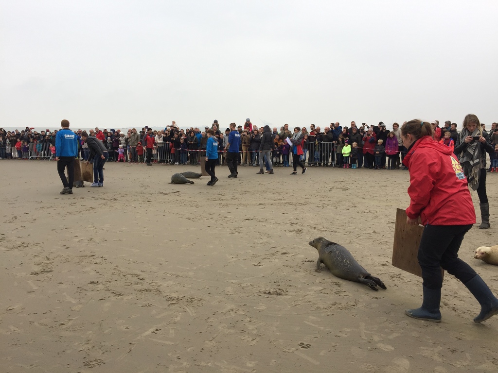 Release babyseals - Blankenberge beach