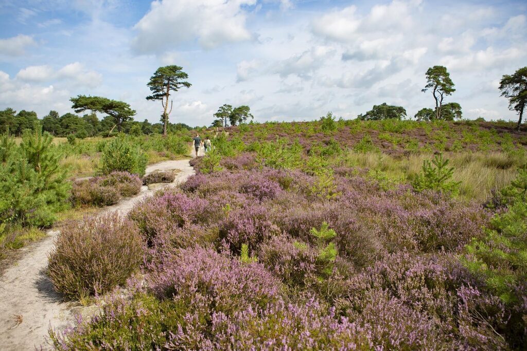 Natural park 'Kalmthoutse heide', 20 minutes driving from our house