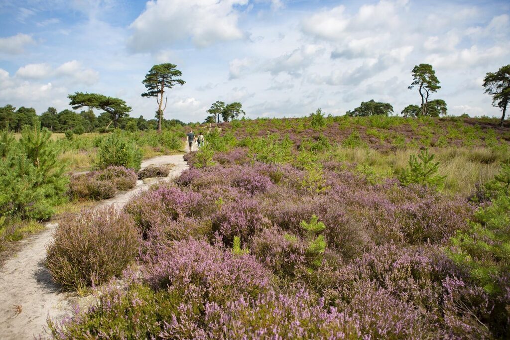 Natural park 'Kalmthoutse heide', 20 minutes driving from our house
