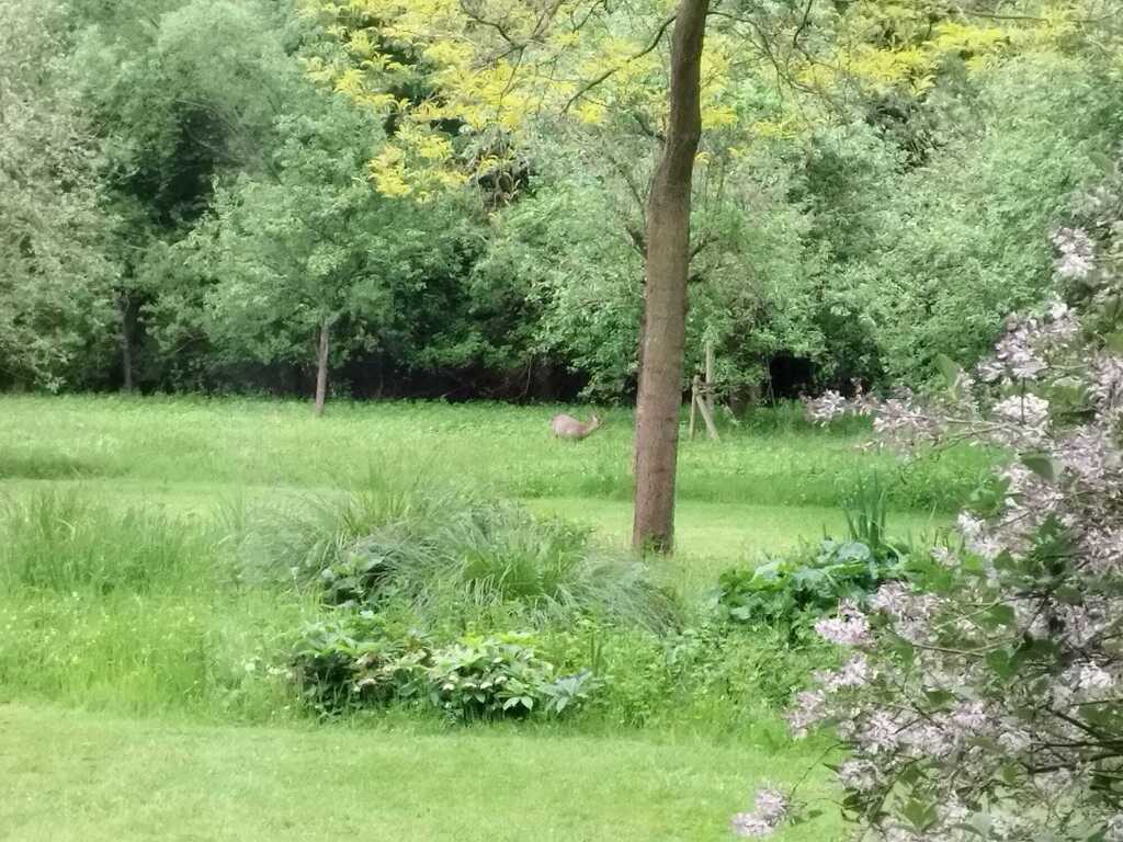 Can you spot the deer? ;) 