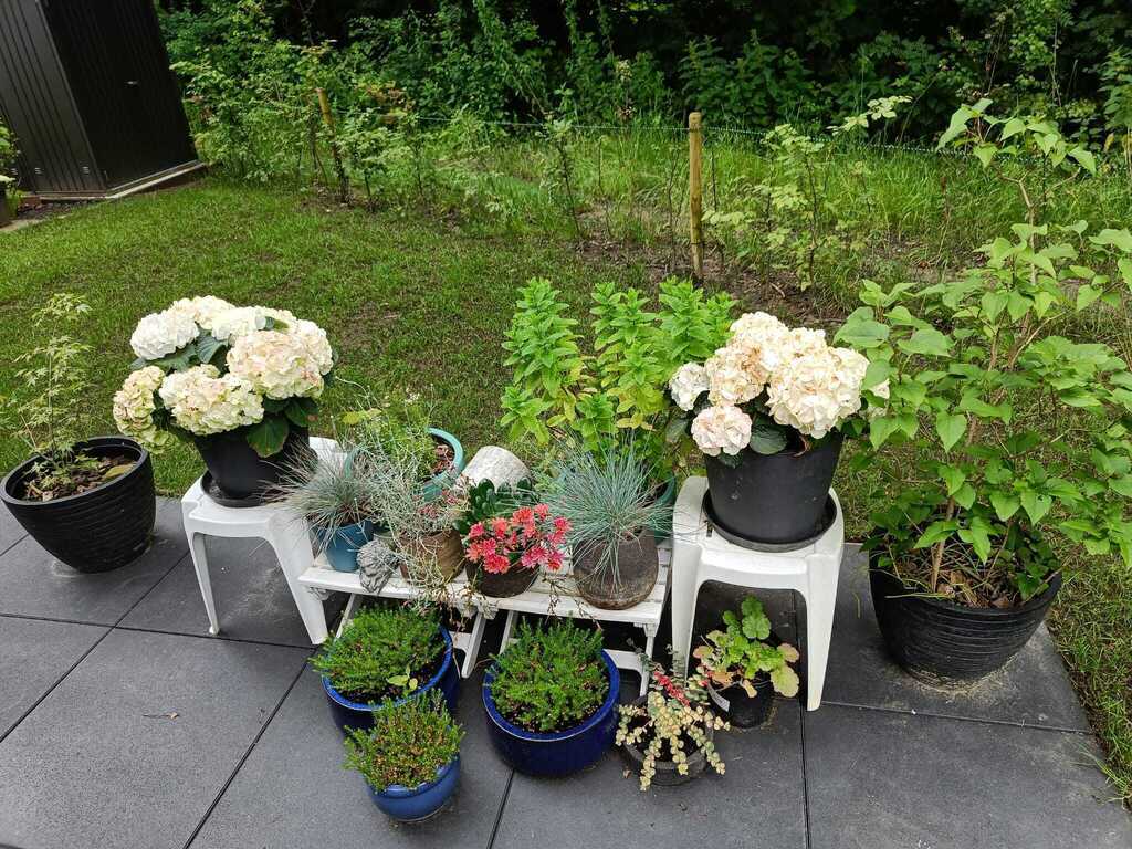 Backyard with terrace