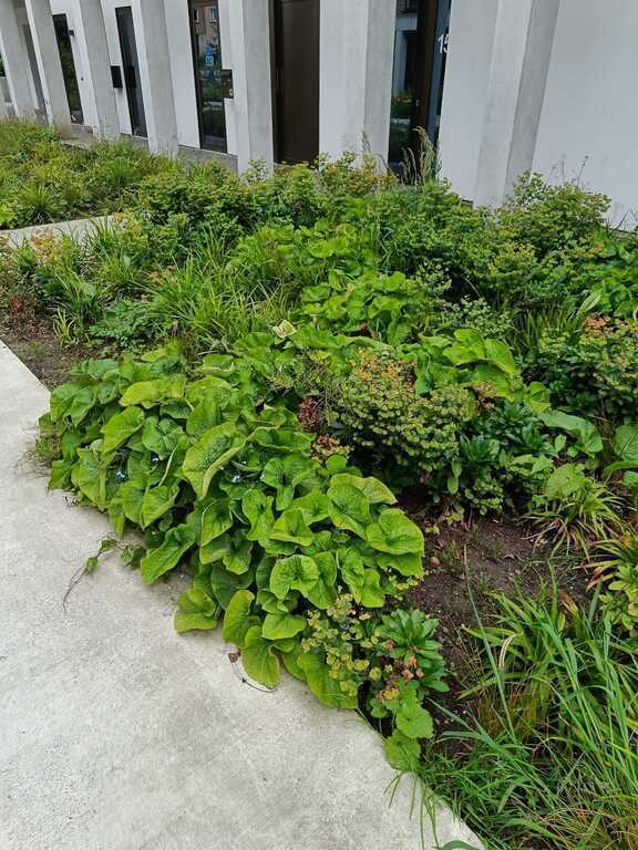 frontview of the duplex