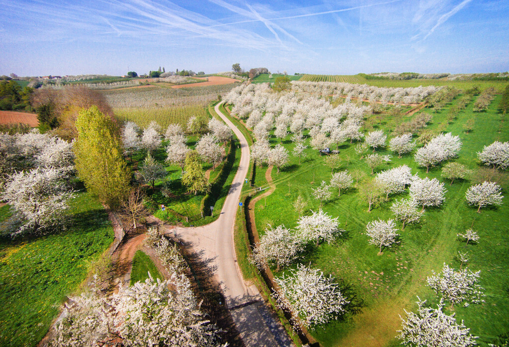 Fruit orchards, blossoms, bike & walking routes