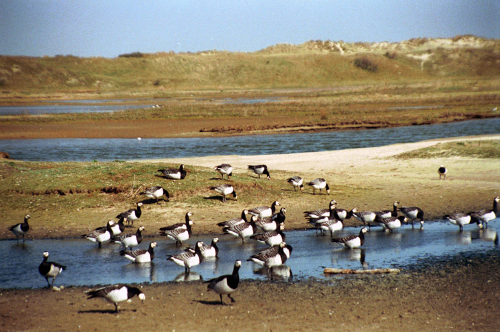 Zwin reserve at the Belgian coast, ideal for birdwatching, nice activities for kids