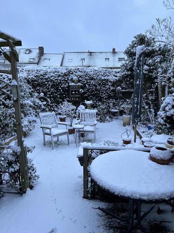 Winter in our city garden ( January 2026)