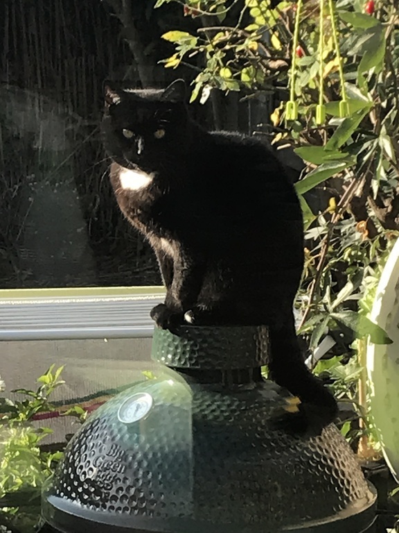 Our  female cat Aagje (17y) on a sunny spot on the green egg (BBQ)
