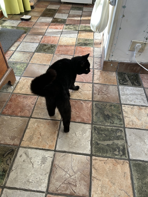 Aagje walking in the kitchen