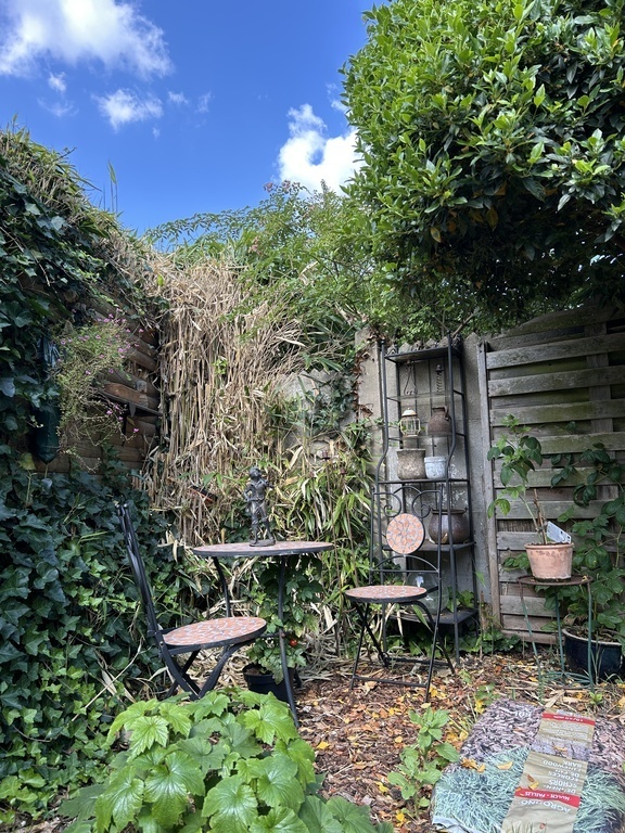  City garden; high summer ; shaded corner (late afternoon)