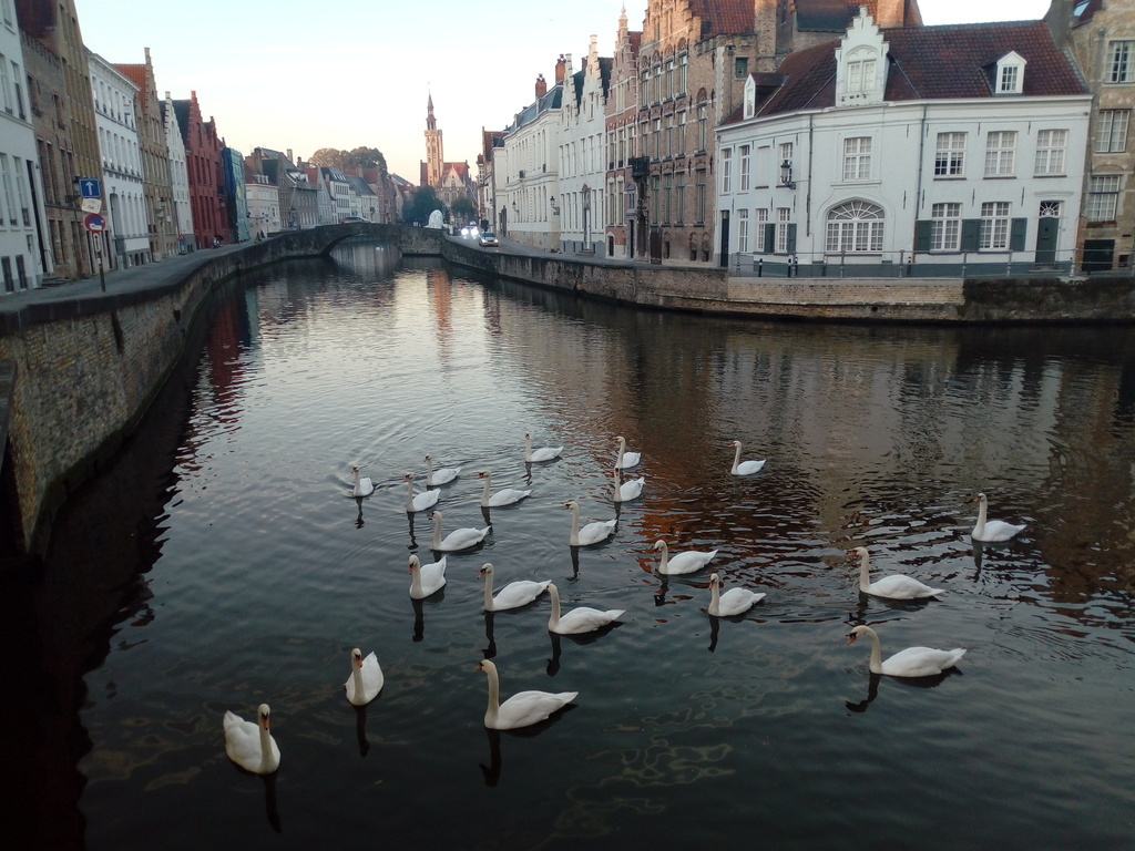 Swans all around the many picturesque canals of Bruges - "Venice of the North"