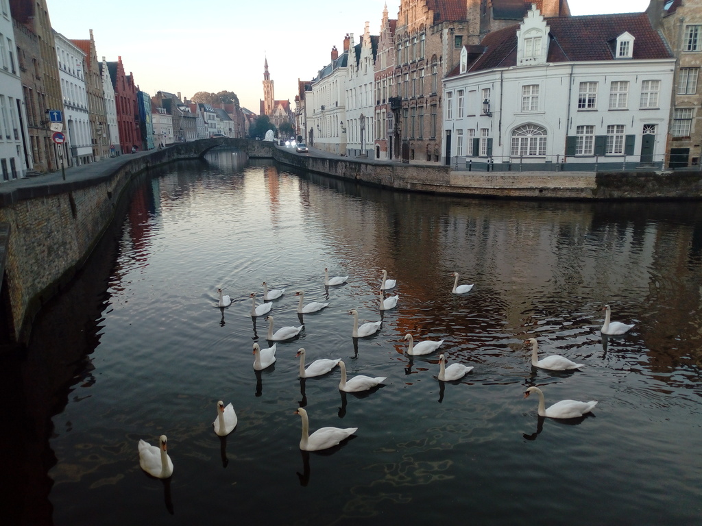 Swans all around the many picturesque canals of Bruges - "Venice of the North"