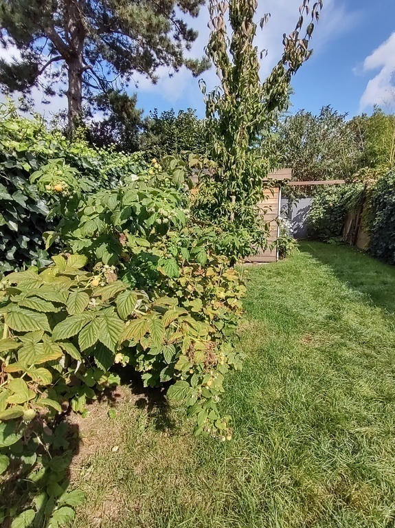 fruits ready to eat in summer