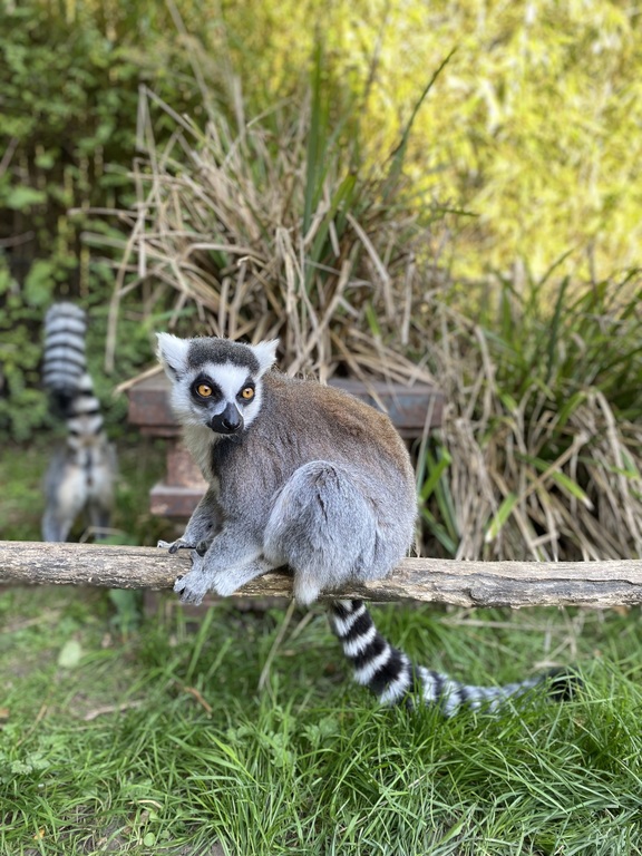 Planckendael Zoo is just a 15 minutes bike ride along the river away!