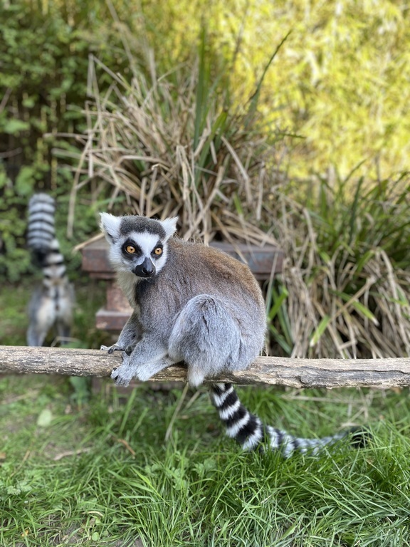Planckendael Zoo is just a 15 minutes bike ride along the river away!