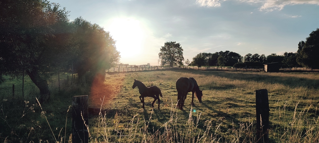 weilanden in de buurt