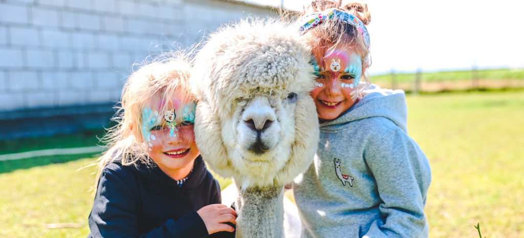 Knuffelen en wandelen met alpacas