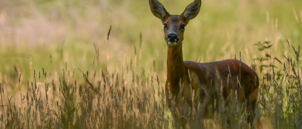 Together, the colonies cover a vast area of ​​over 1,000 hectares, a combination of forests, avenues, fields, and heathland. Ide