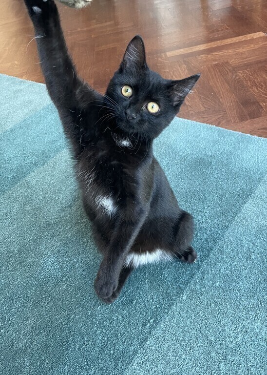 Our cat Angèle will welcome you with lots of love ...