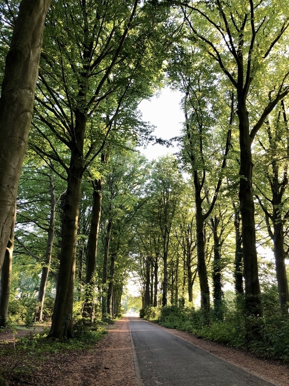 Just around the corner. Walk or bike through a beautiful lane with a double row of old beech trees.