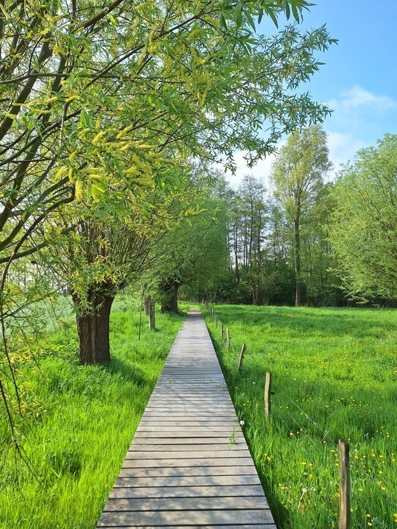 Walking path near my house