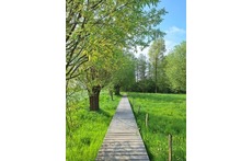 Walking path near my house