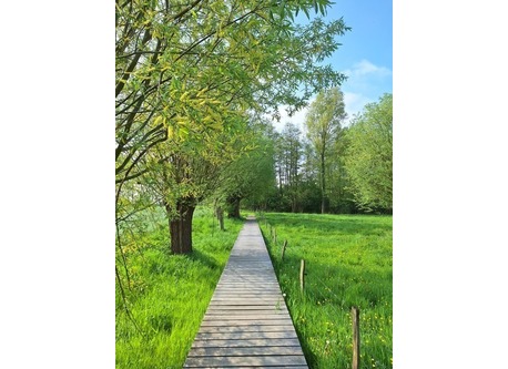 Walking path near my house