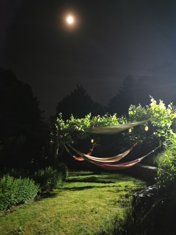 3 hammocks under vine