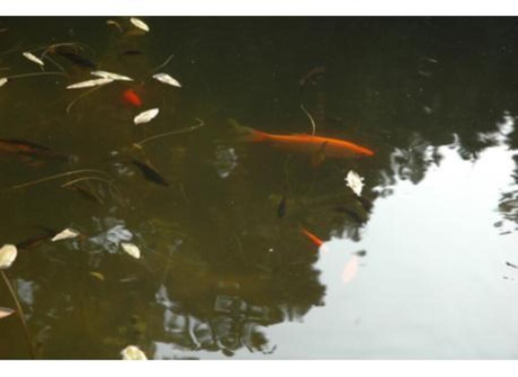 fish in our pond