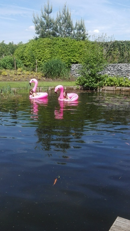 swimming in the pond