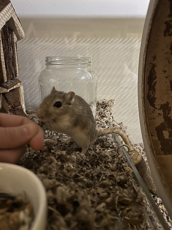 Handfeeding a nut to gerbil Odiel