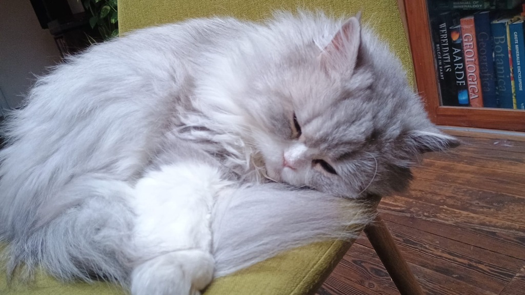Hudson, our cat