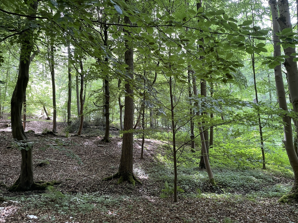 Forest (about 10km away)