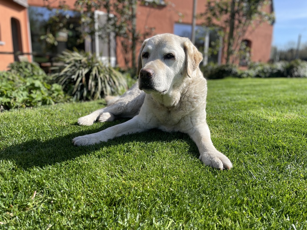 Poppy, the labrador (12 years)